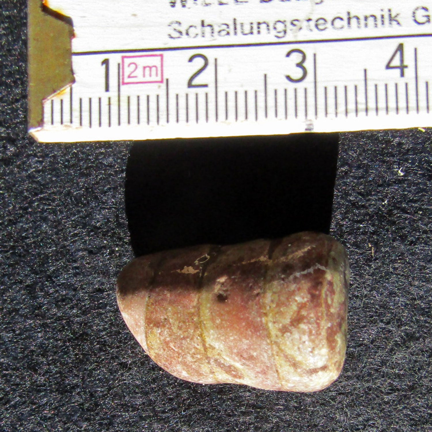 Kleines Stück Orthoceras Geradhorn, maritim und einzigartig