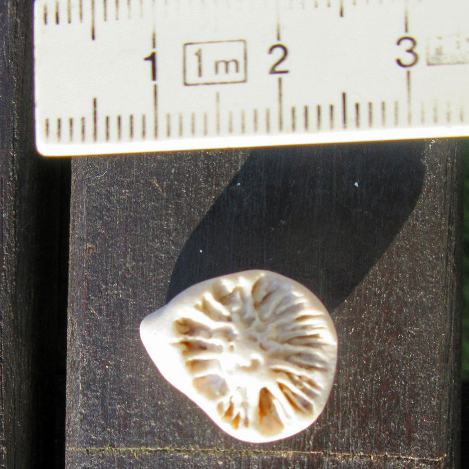 Versteinerte Einzelkoralle Parasmilia von der Ostsee-Insel