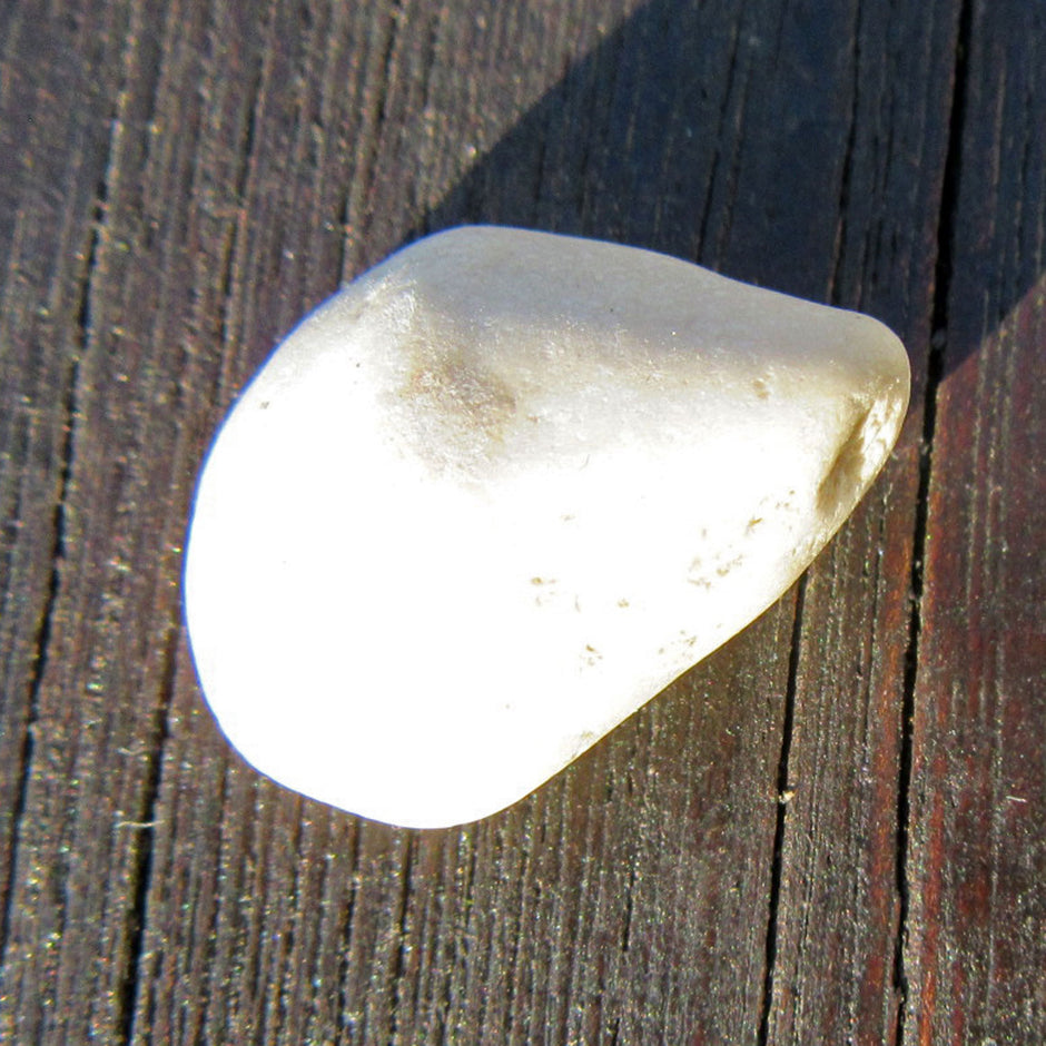 Versteinerte Einzelkoralle Parasmilia von der Ostsee-Insel