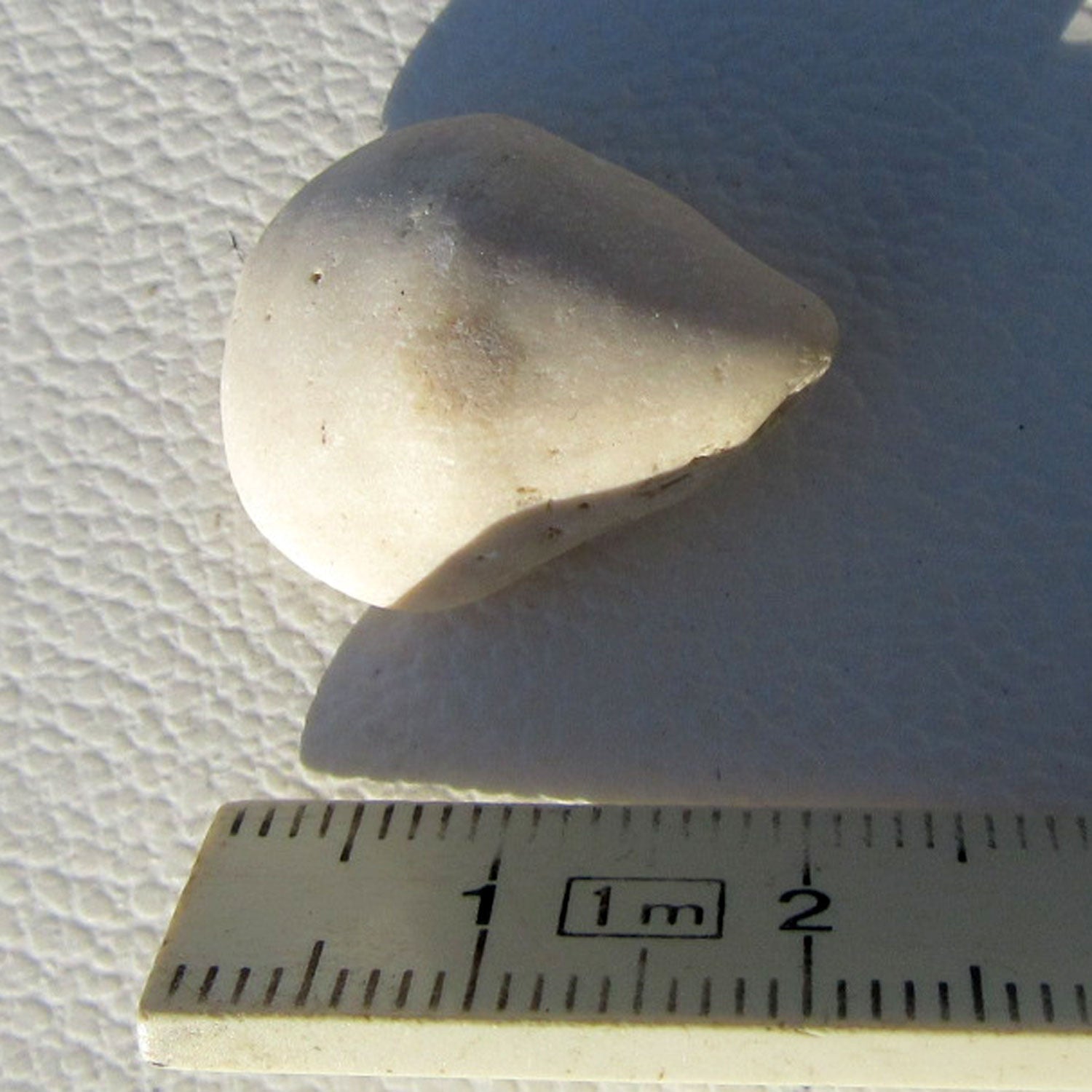 Versteinerte Einzelkoralle Parasmilia von der Ostsee-Insel