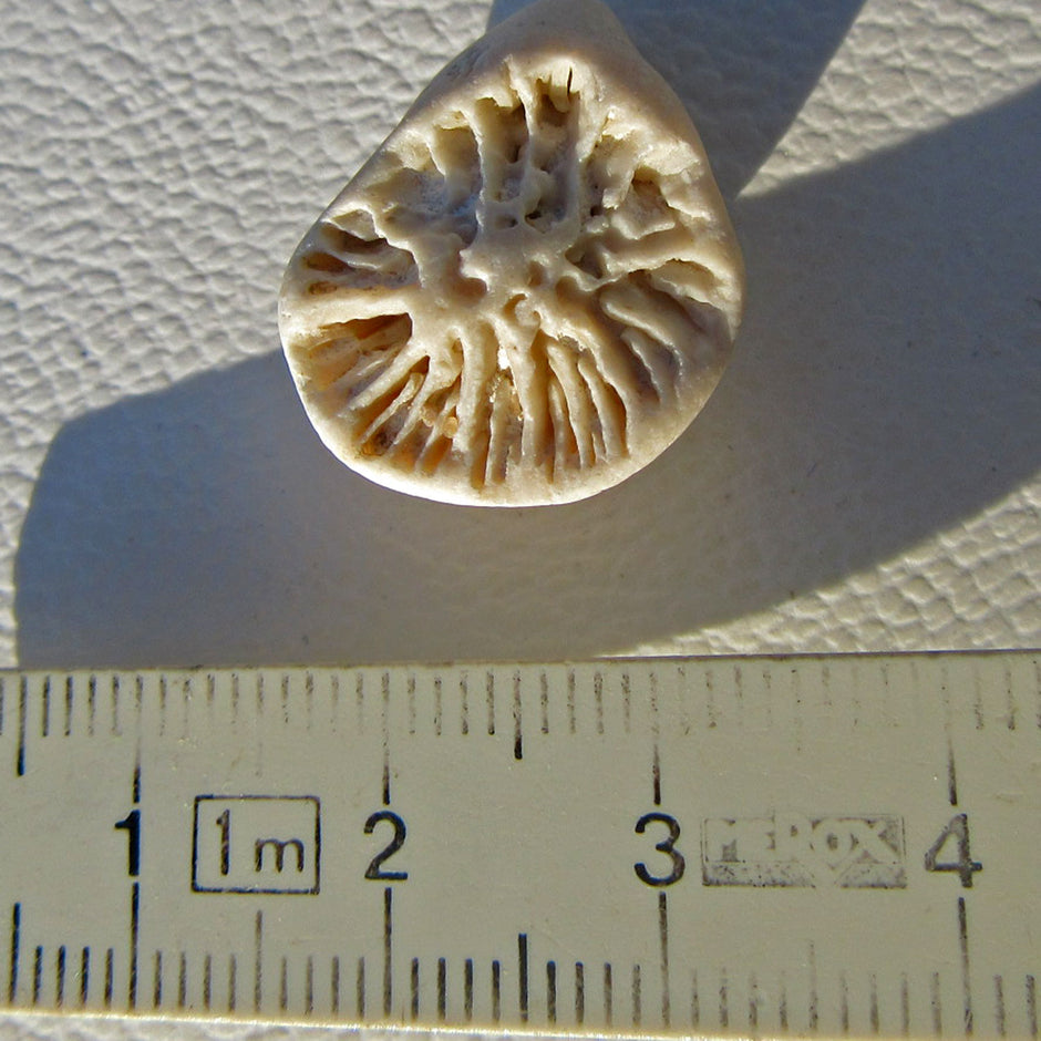 Versteinerte Einzelkoralle Parasmilia von der Ostsee-Insel