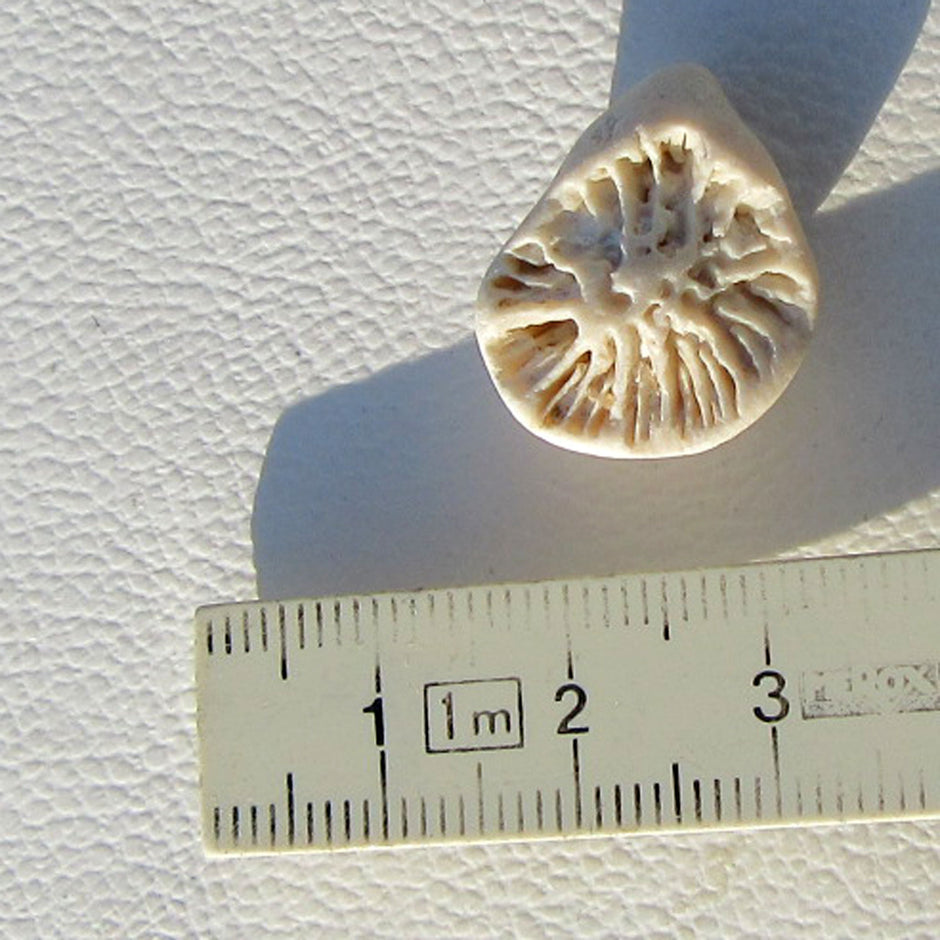 Versteinerte Einzelkoralle Parasmilia von der Ostsee-Insel
