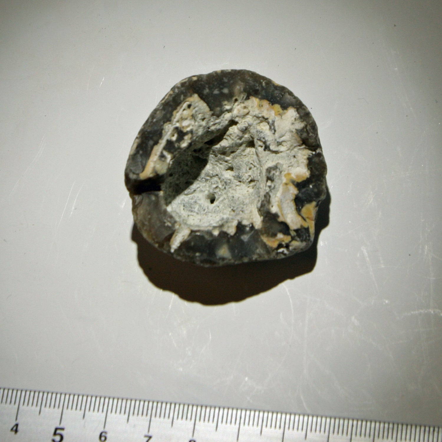 Halber Kugelschwamm Plinthosella squamosa, 70 Millionen Jahre alt