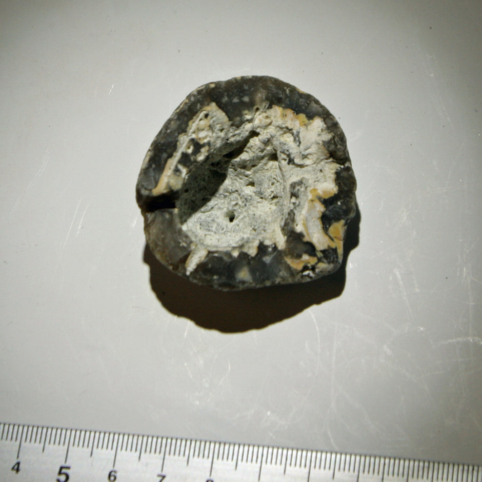 Halber Kugelschwamm Plinthosella squamosa, 70 Millionen Jahre alt