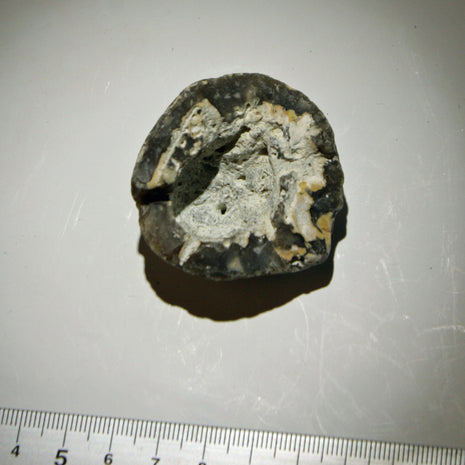 Halber Kugelschwamm Plinthosella squamosa, 70 Millionen Jahre alt