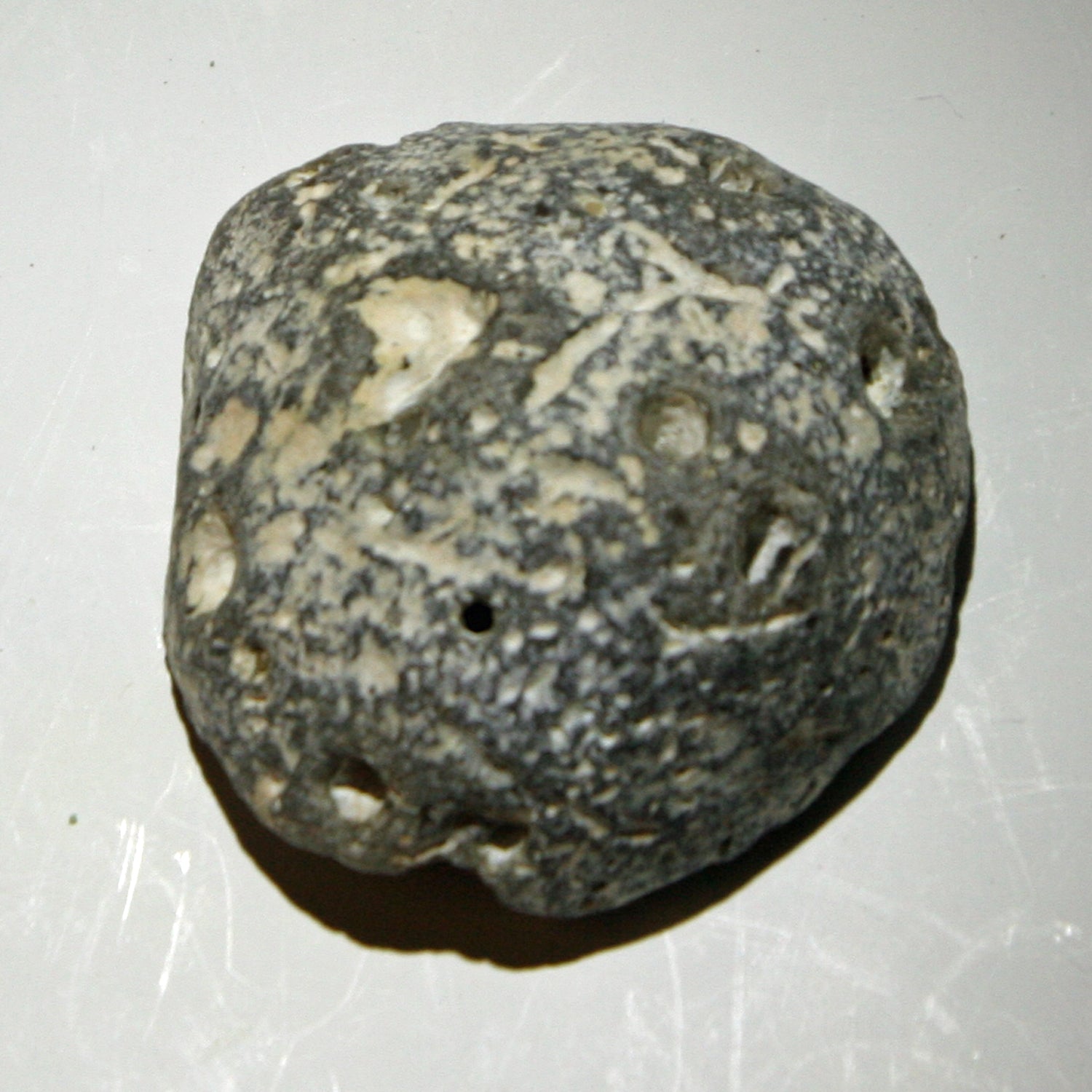 Halber Kugelschwamm Plinthosella squamosa, 70 Millionen Jahre alt