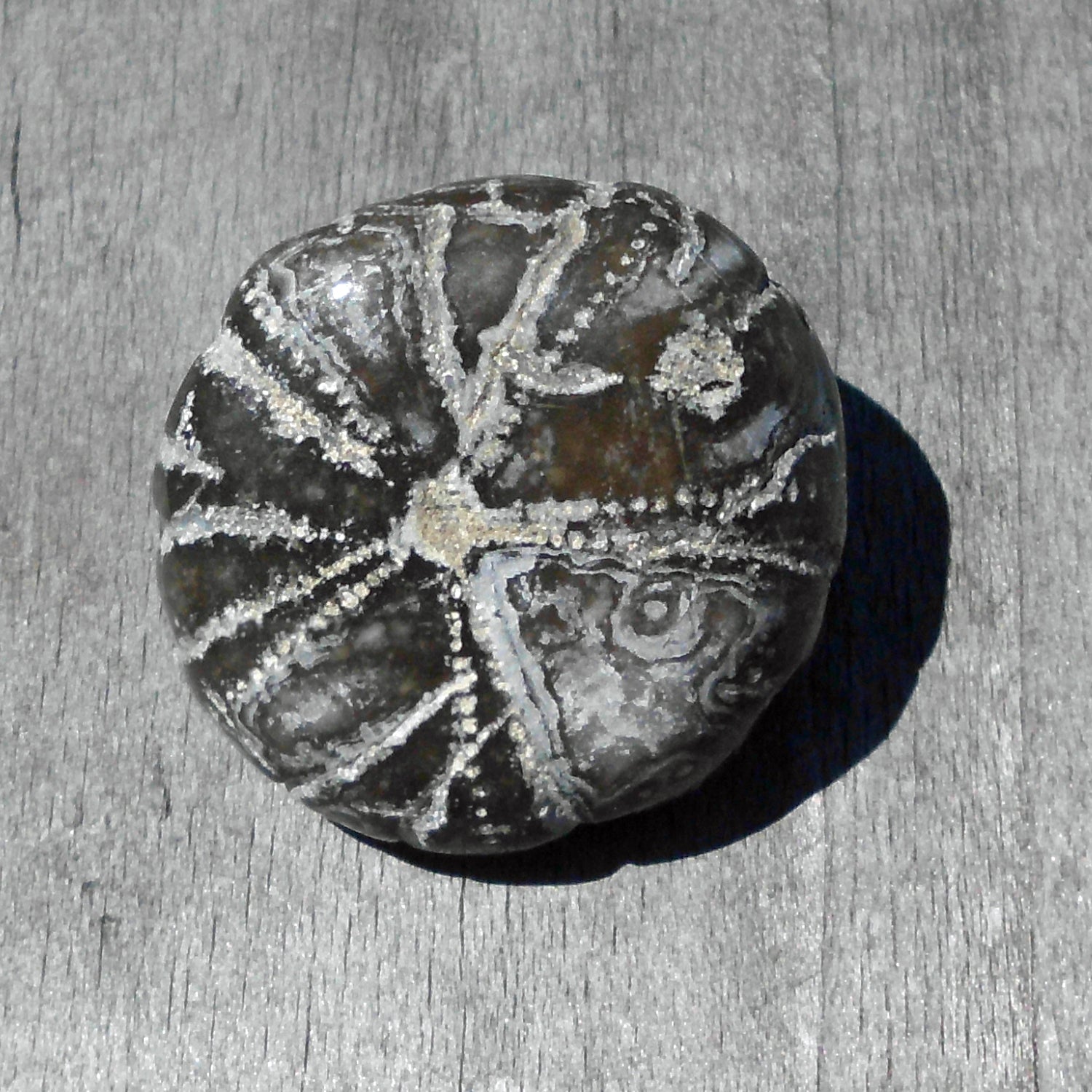 Polierte Unterseite eines Seeigels, 70 Millionen Jahre alt