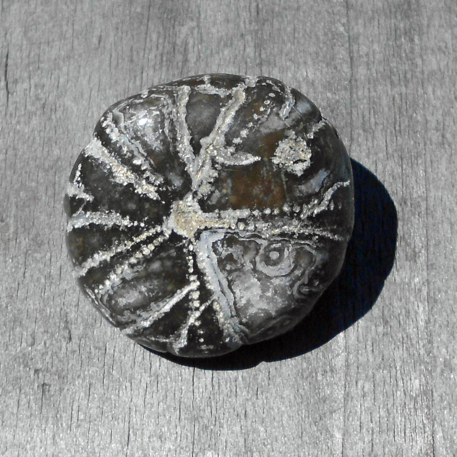 Polierte Unterseite eines Seeigels, 70 Millionen Jahre alt