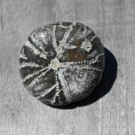 Polierte Unterseite eines Seeigels, 70 Millionen Jahre alt