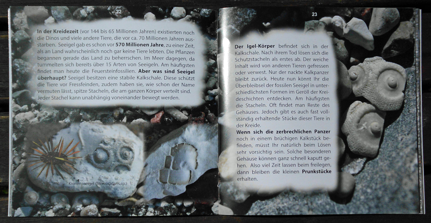 Rügens Schätze am Kreidestrand