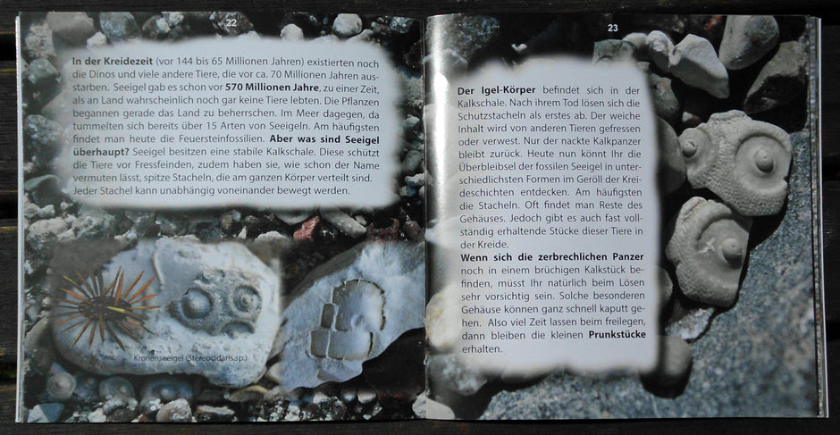 Rügens Schätze am Kreidestrand