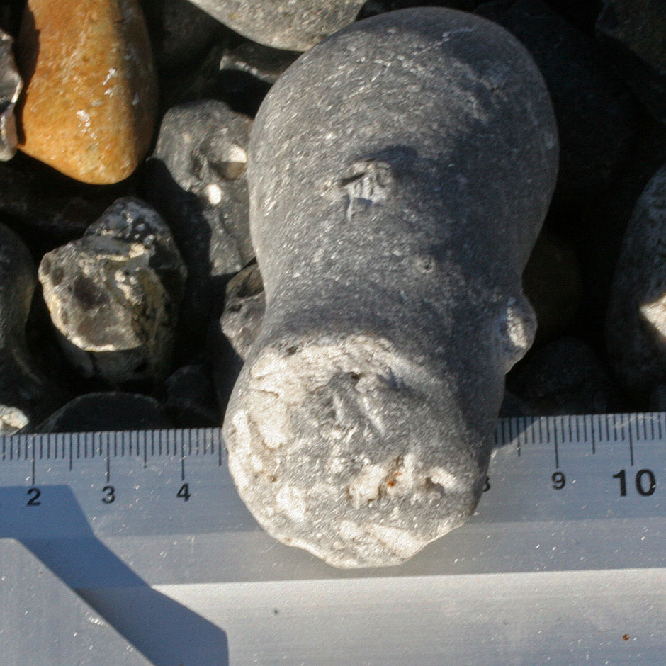 Versteinerter Kieselschwamm Aulaxinia von Rügen, Einzelstück