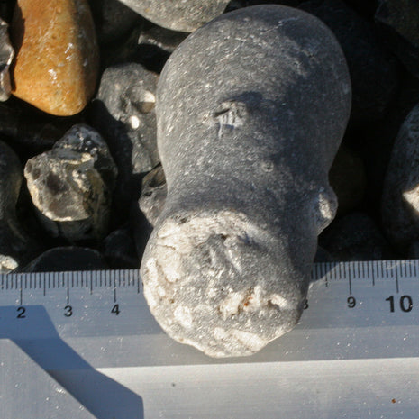 Versteinerter Kieselschwamm Aulaxinia von Rügen, Einzelstück