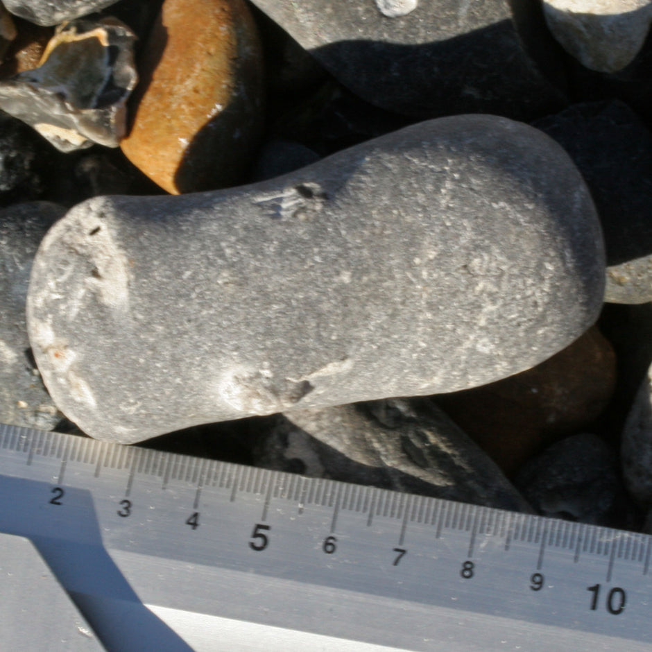 Versteinerter Kieselschwamm Aulaxinia von Rügen, Einzelstück