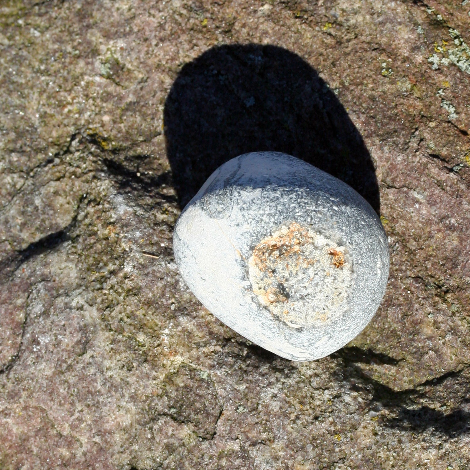 Versteinerter Kieselschwamm Aulaxinia von Rügen, 70 Mio. Jahre alt