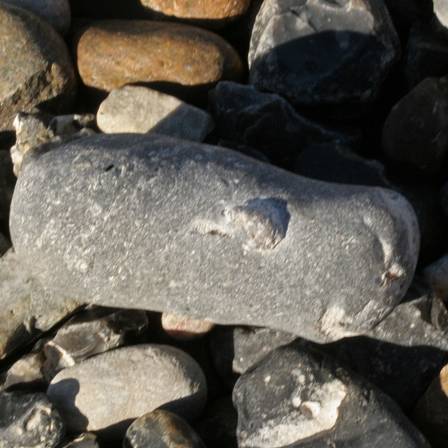 Versteinerter Kieselschwamm Aulaxinia von Rügen, Einzelstück