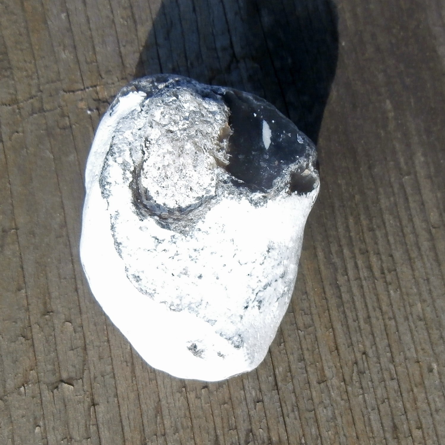 Versteinerter Schwamm aus Rügener Kreide, Einzelstück