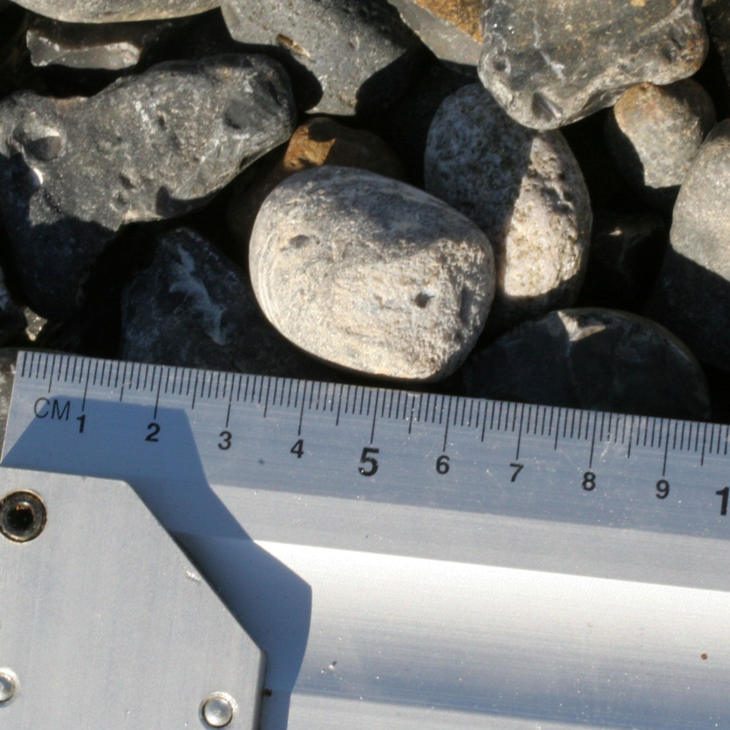 Versteinerter Kieselschwamm Aulaxinia - 70 Millionen Jahre alt