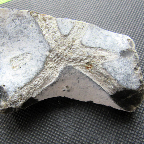 Versteinerter Schwamm von Rügen, 70 Mio. Jahre alt