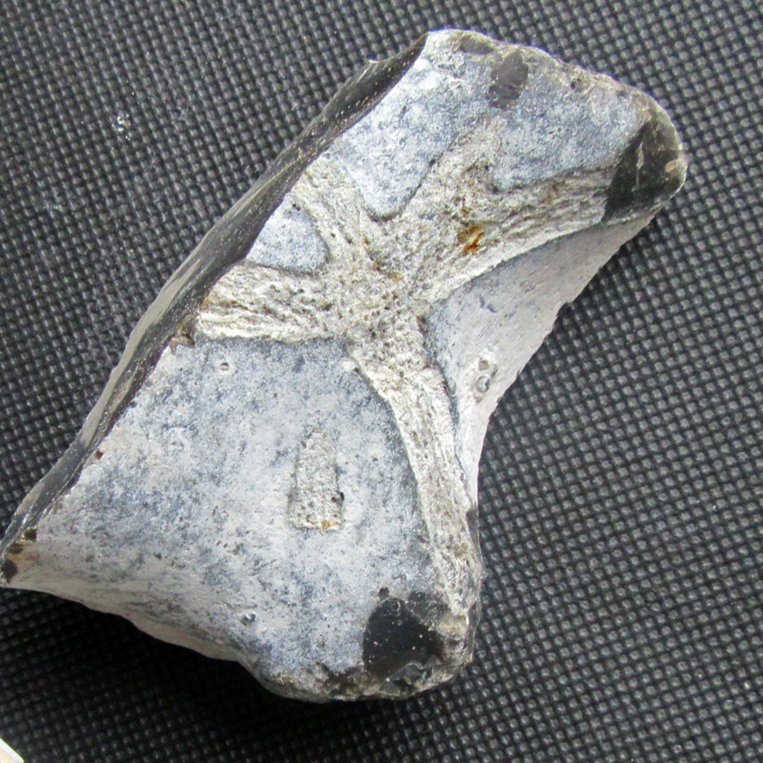 Versteinerter Schwamm von Rügen, 70 Mio. Jahre alt