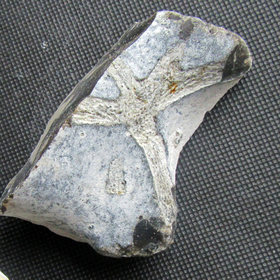 Versteinerter Schwamm von Rügen, 70 Mio. Jahre alt