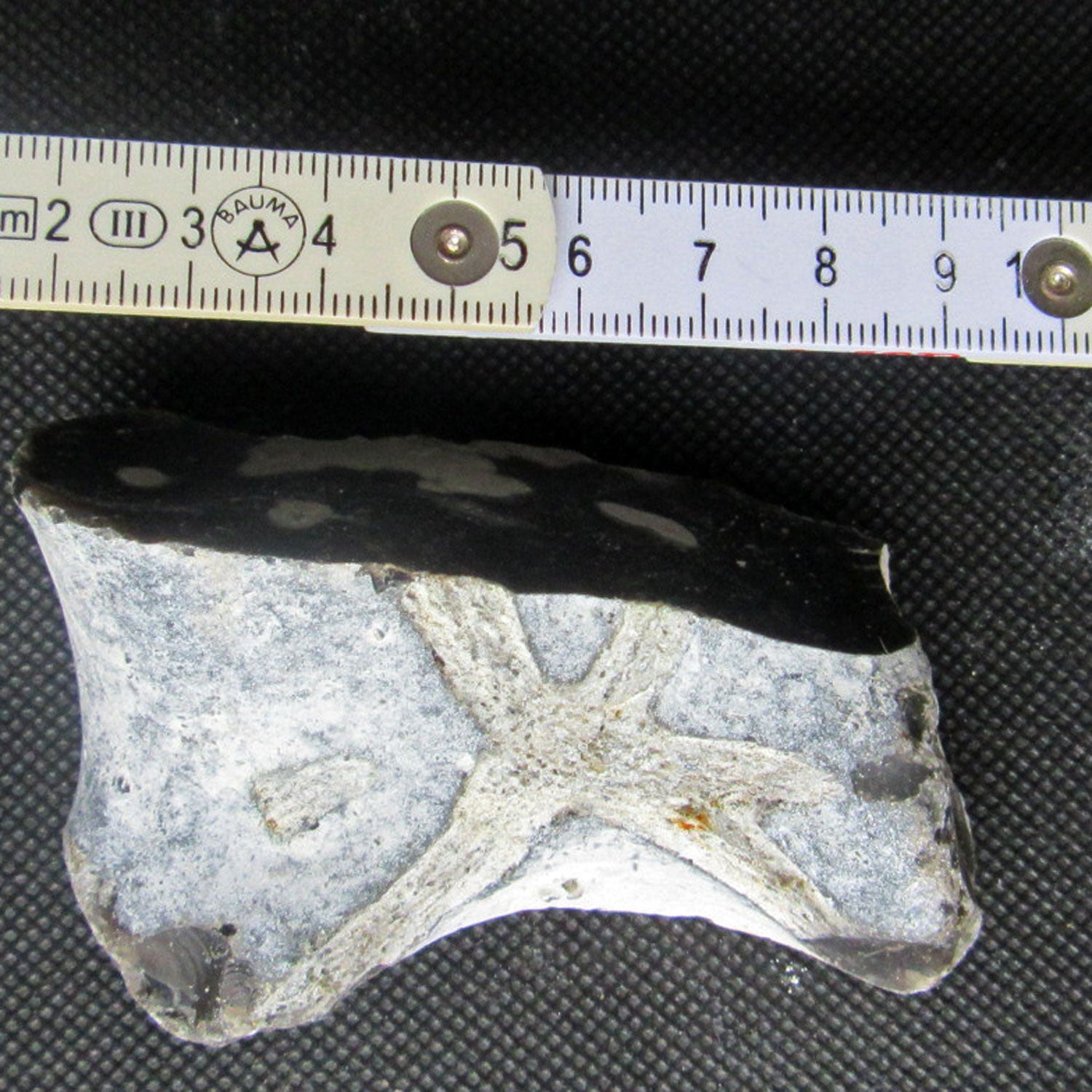 Versteinerter Schwamm von Rügen, 70 Mio. Jahre alt