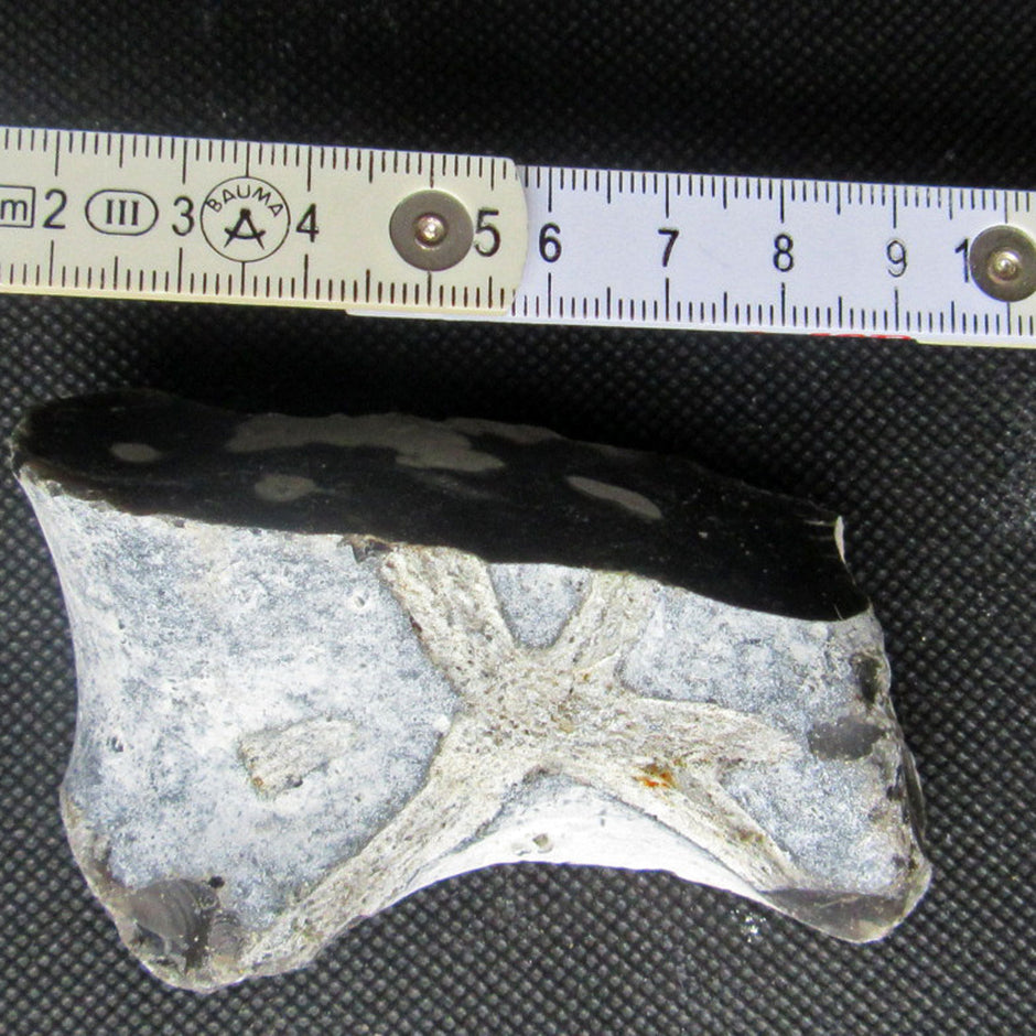 Versteinerter Schwamm von Rügen, 70 Mio. Jahre alt