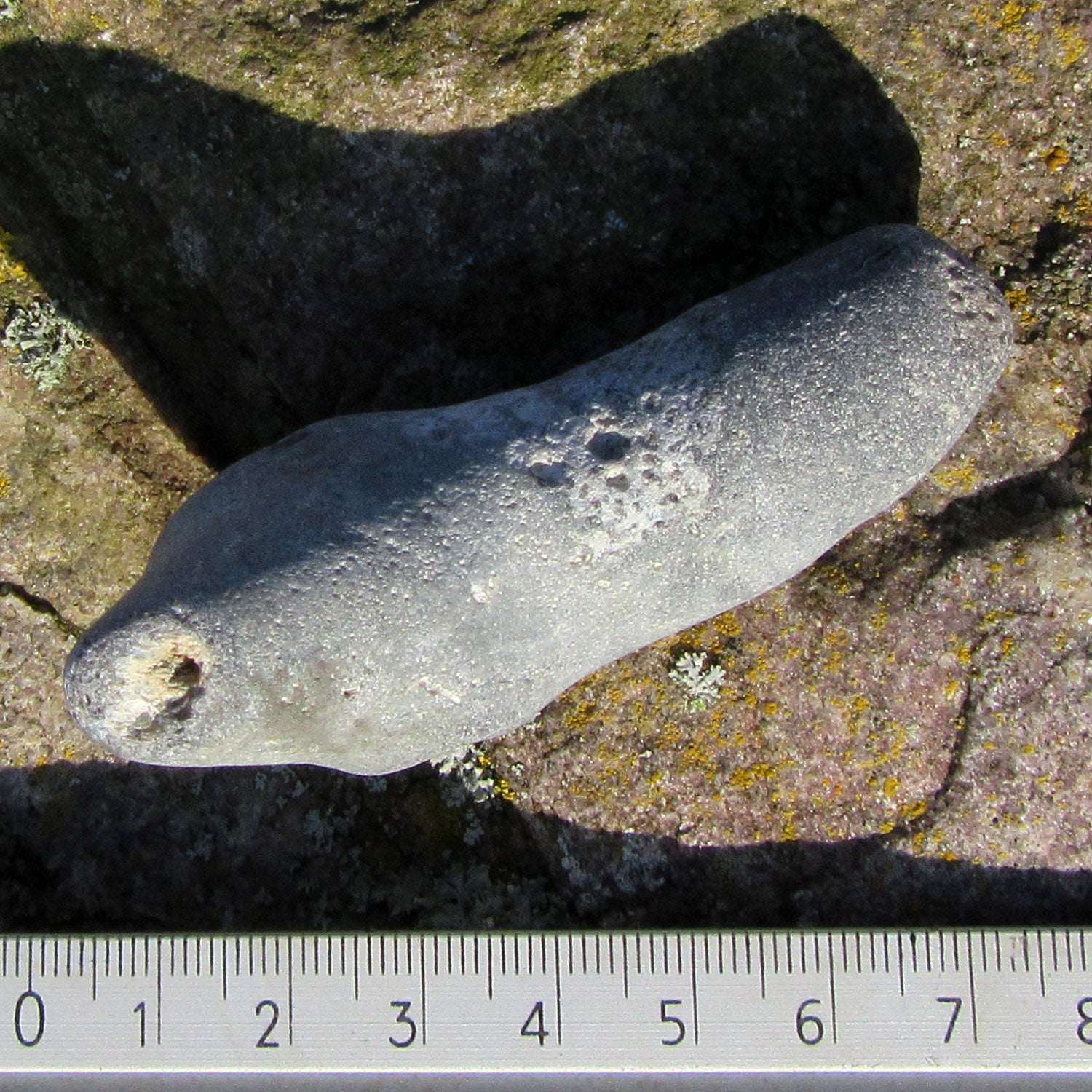 Versteinerter Kieselschwamm Aulaxinia aus Rügener Kreide