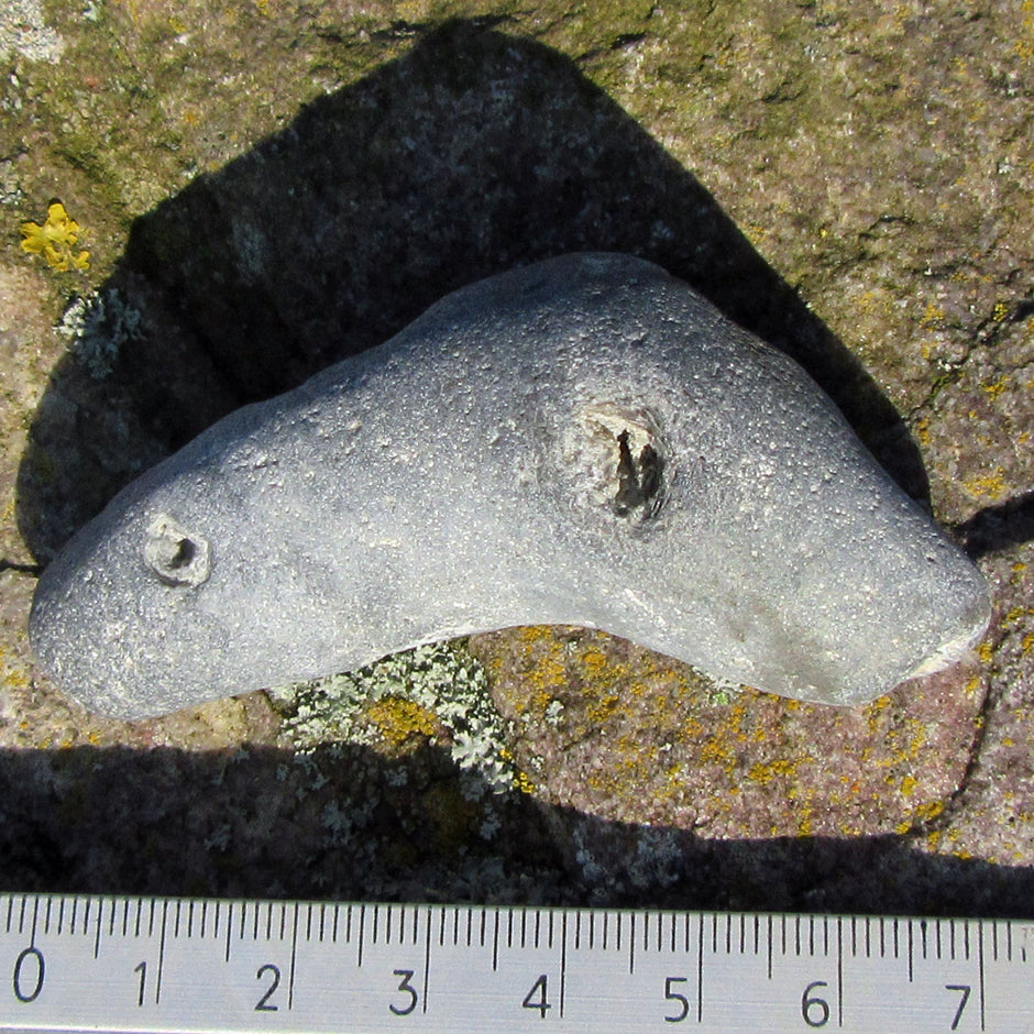 Versteinerter Kieselschwamm Aulaxinia aus Rügener Kreide