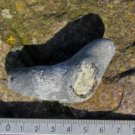 Versteinerter Kieselschwamm Aulaxinia aus Rügener Kreide