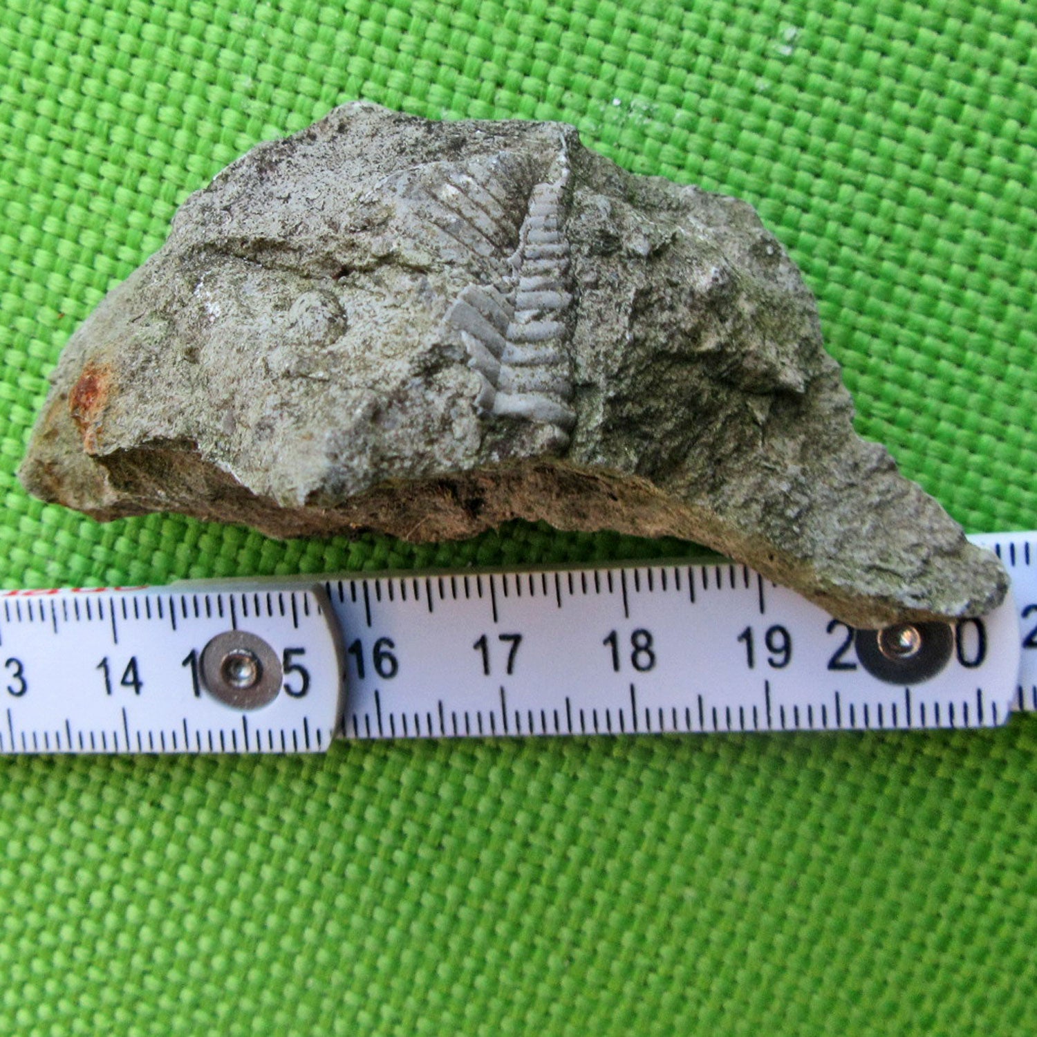 Trilobiten-Abdruck im Kalkgestein, 450 Millionen Jahre alt