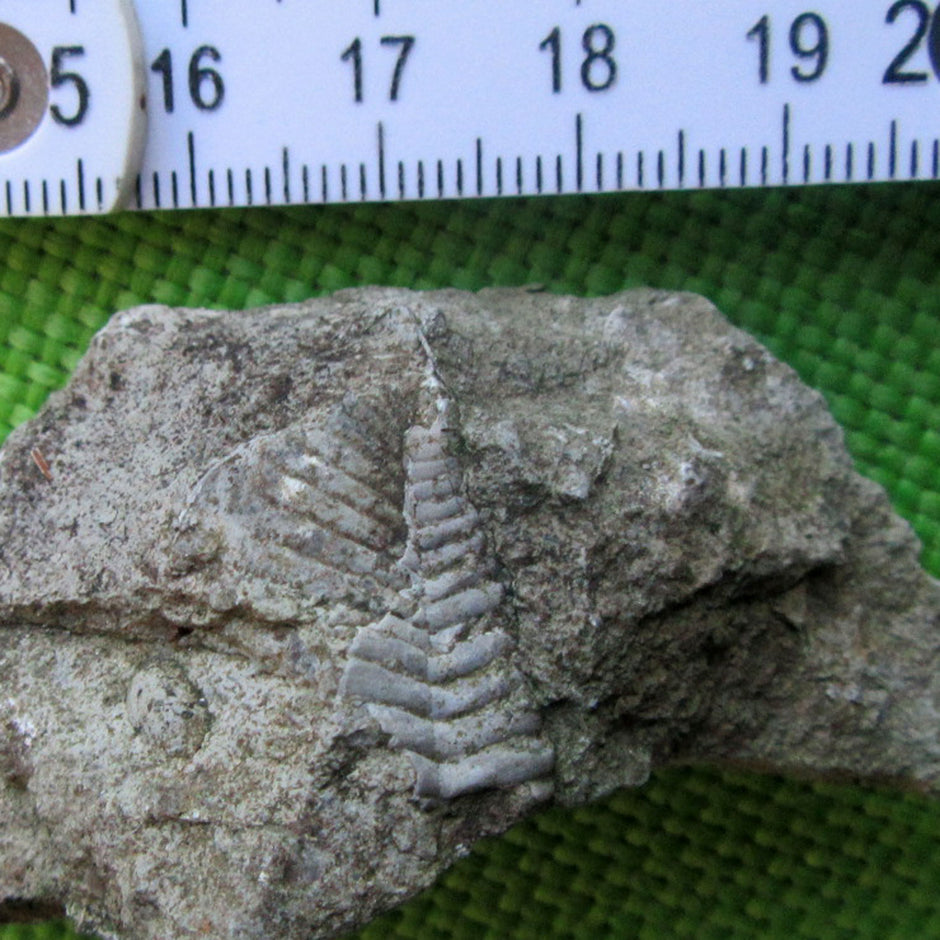 Trilobiten-Abdruck im Kalkgestein, 450 Millionen Jahre alt