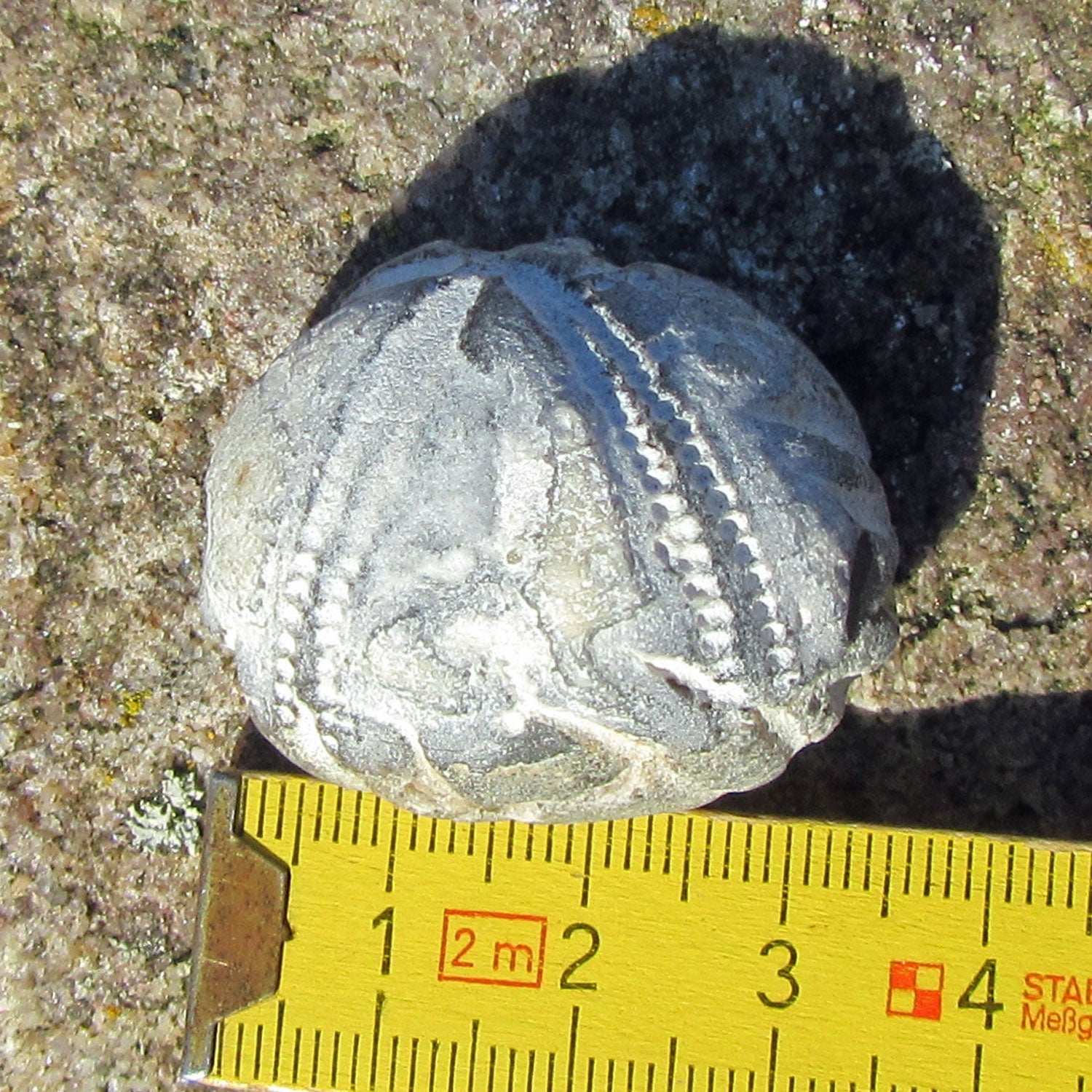 Versteinerter Seeigel Galeritis – Rügener Fossil Unikat