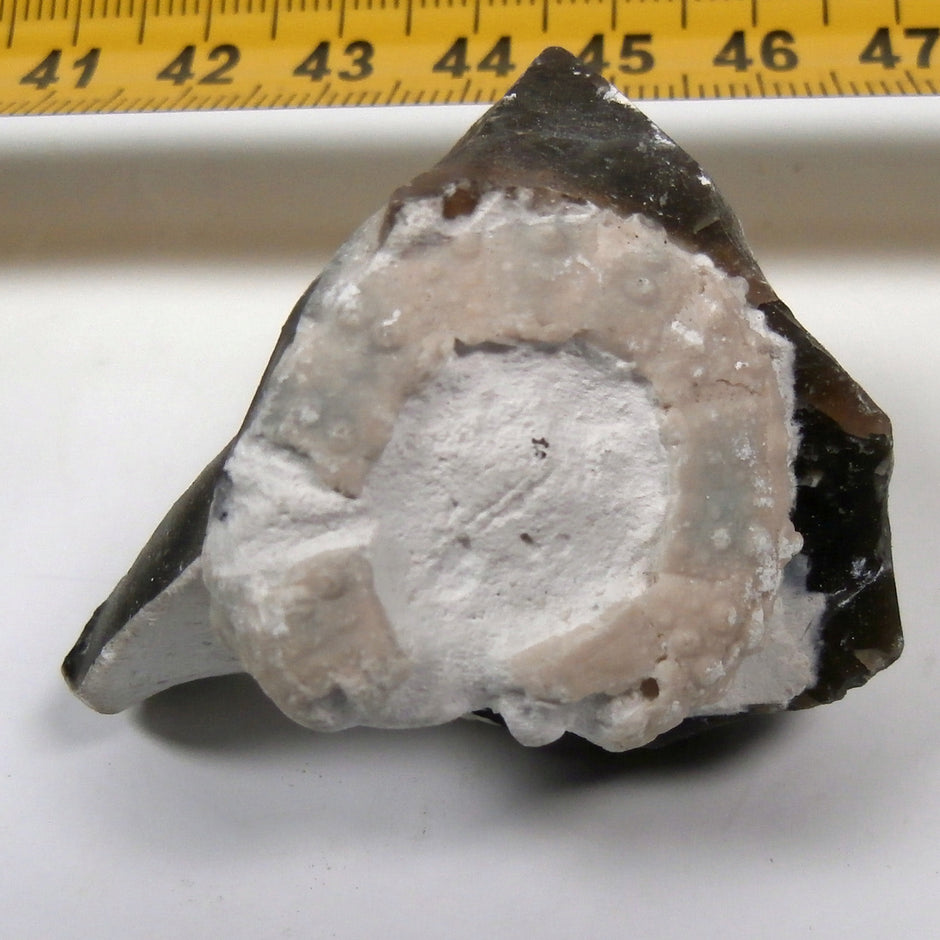 Versteinerter Seeigel von der Ostsee-Insel Rügen