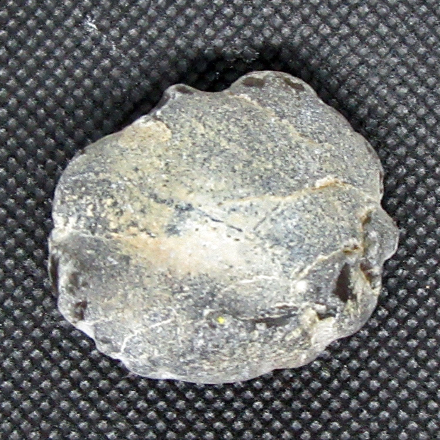 Versteinerter Seeigel Galeritis – Rügener Fossil Unikat