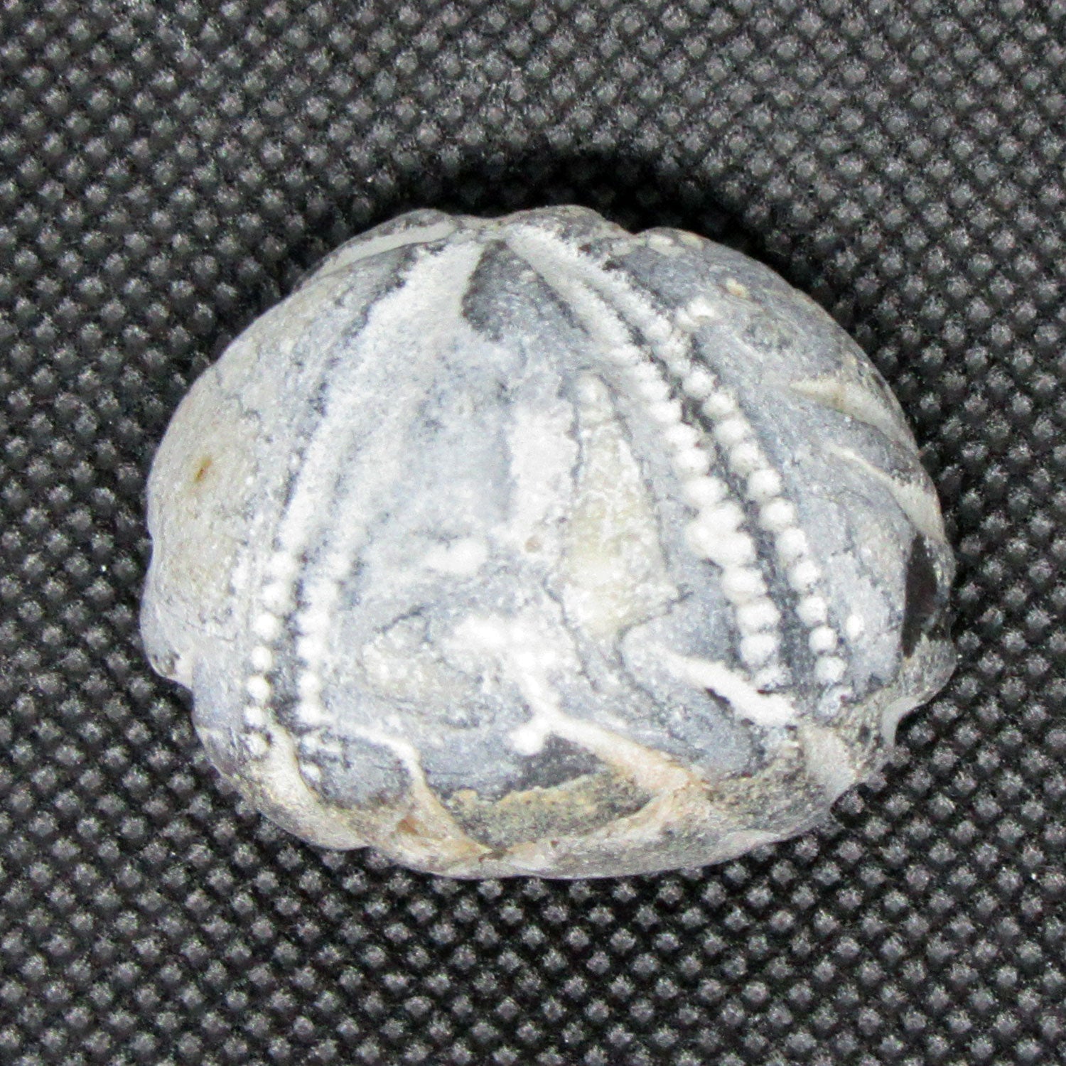 Versteinerter Seeigel Galeritis – Rügener Fossil Unikat
