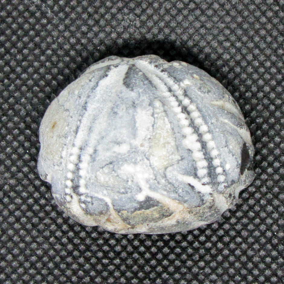 Versteinerter Seeigel Galeritis – Rügener Fossil Unikat