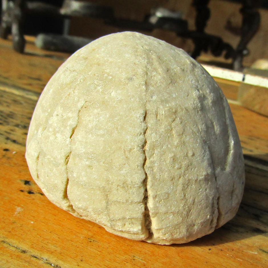 Einzelstück Seeigel von der Ostsee-Insel Rügen