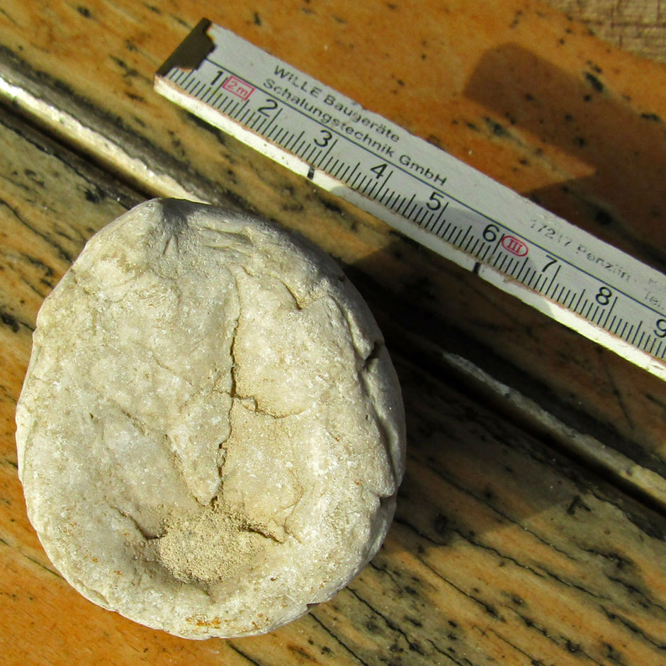 Einzelstück Seeigel von der Ostsee-Insel Rügen