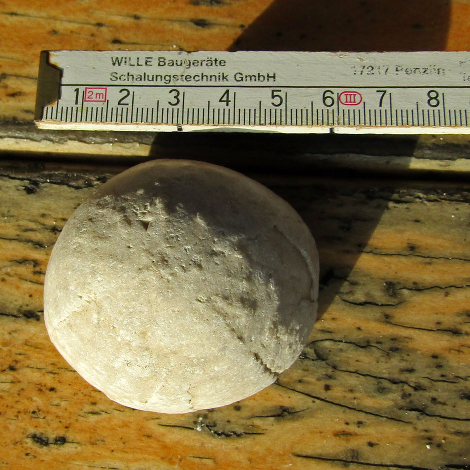 Einzelstück Seeigel von der Ostsee-Insel Rügen