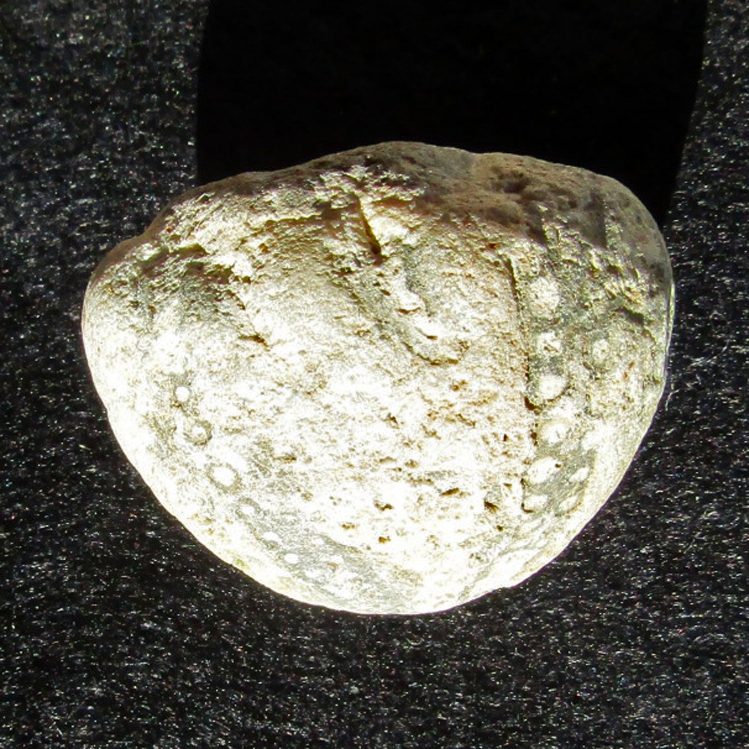 Versteinerter Seeigel von Rügen, 70 Millionen Jahre alt