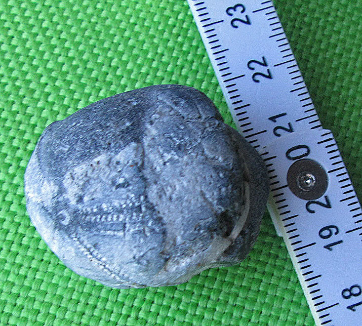 Versteinerter Seeigel mit Feuerstein, Unikat von Rügen