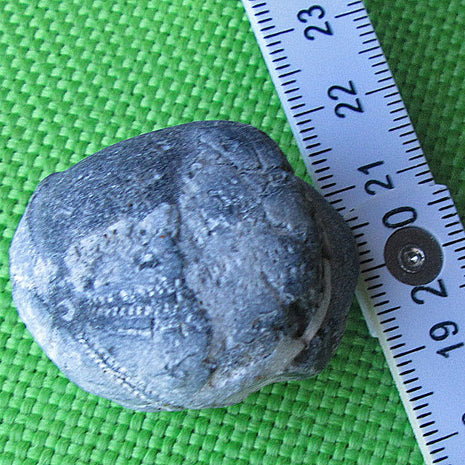 Versteinerter Seeigel mit Feuerstein, Unikat von Rügen
