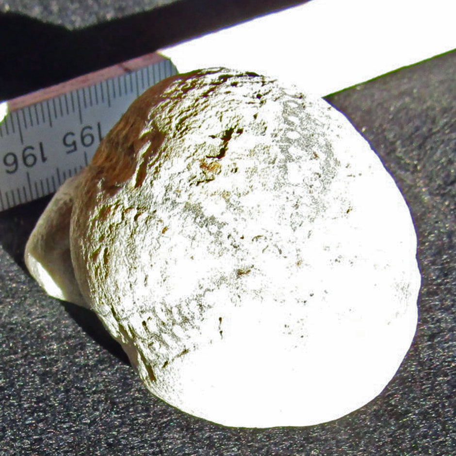 Versteinerter Seeigel von Rügen, 70 Millionen Jahre alt