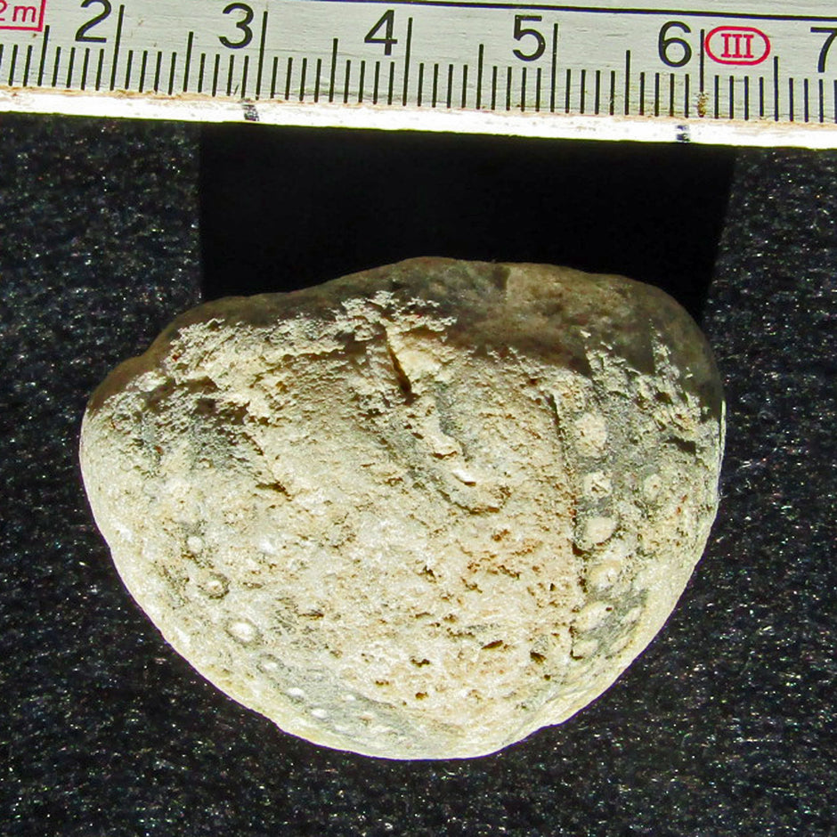 Versteinerter Seeigel von Rügen, 70 Millionen Jahre alt