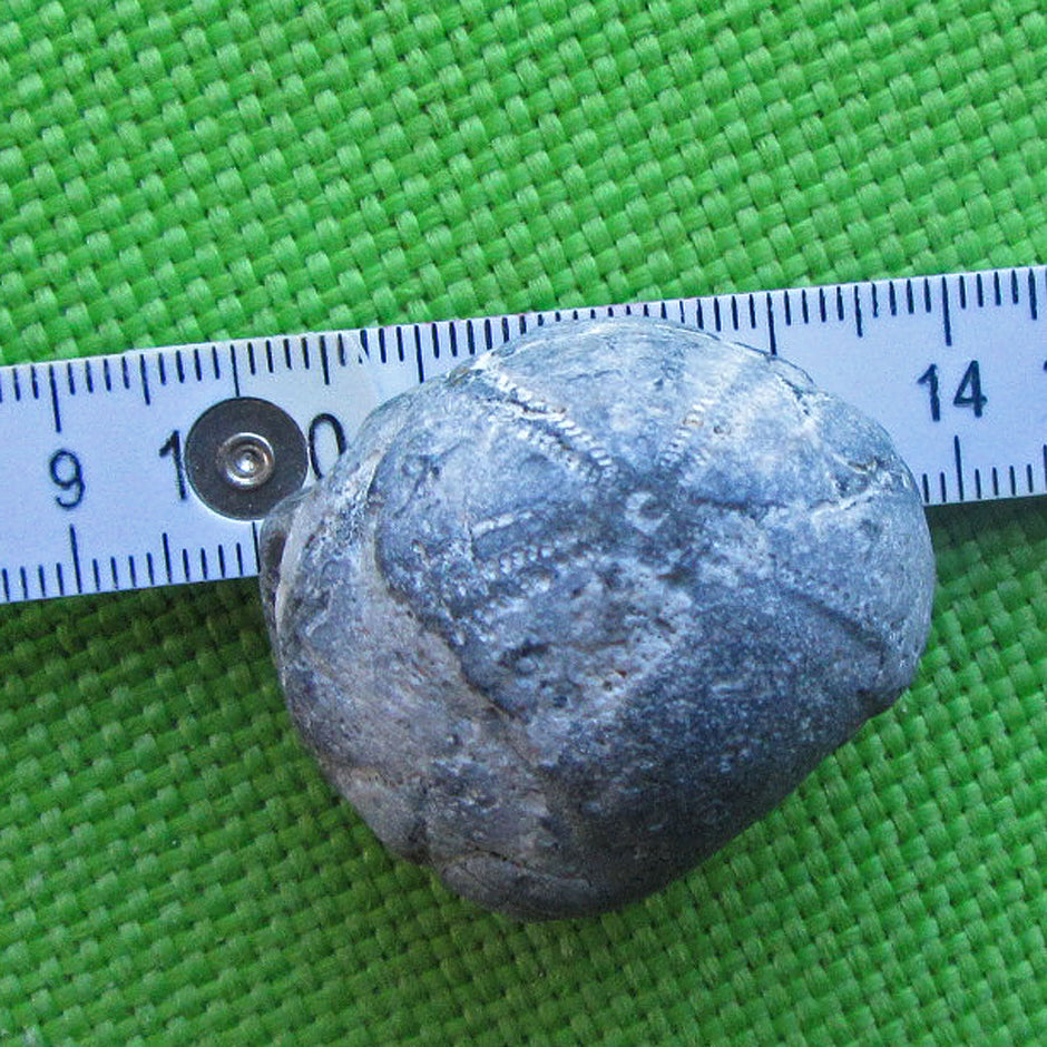 Versteinerter Seeigel mit Feuerstein, Unikat von Rügen