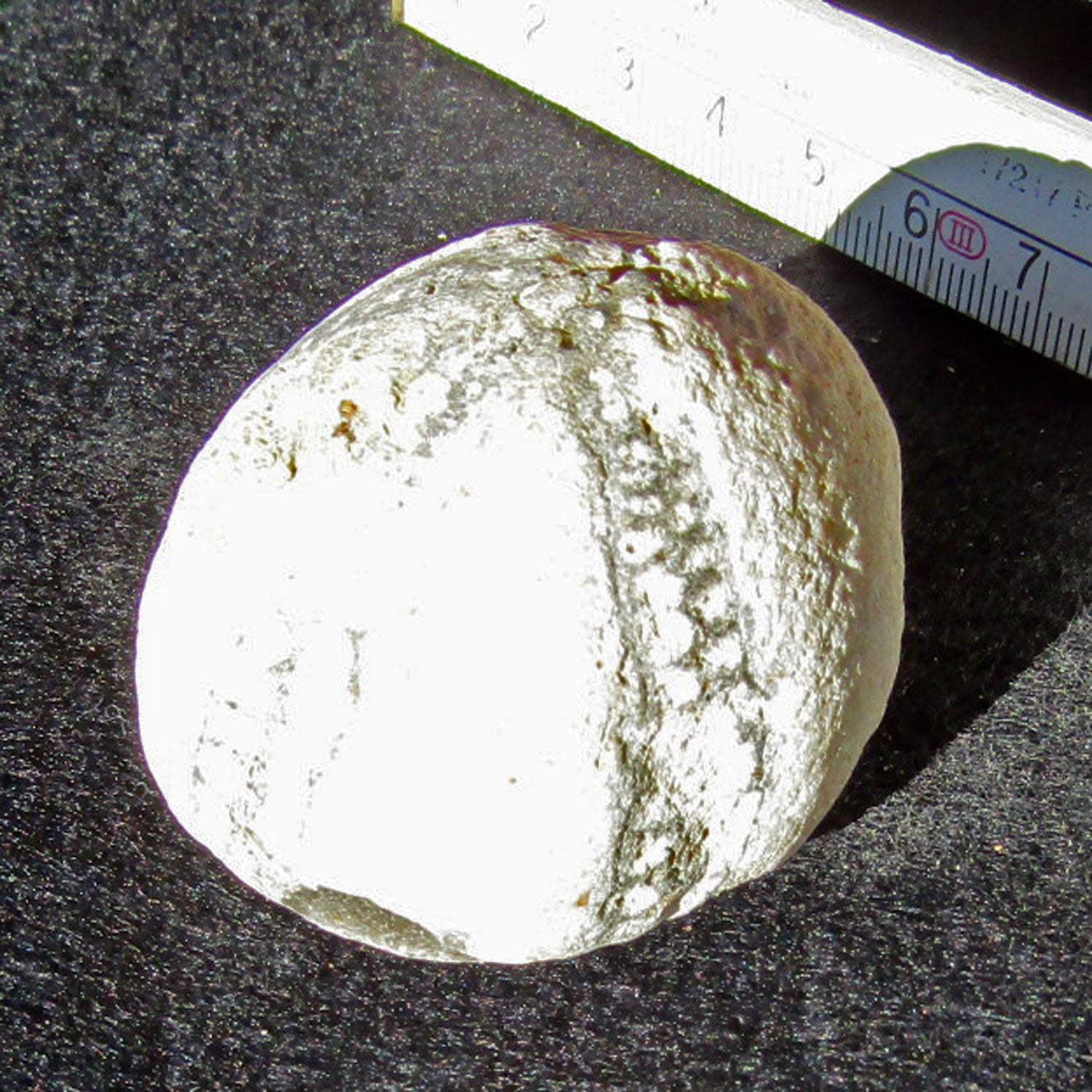 Versteinerter Seeigel von Rügen, 70 Millionen Jahre alt