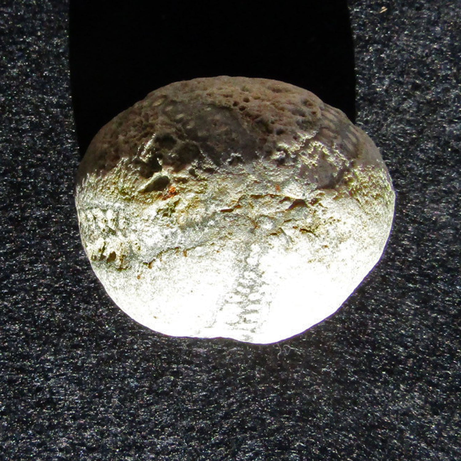 Versteinerter Seeigel von Rügen, 70 Millionen Jahre alt