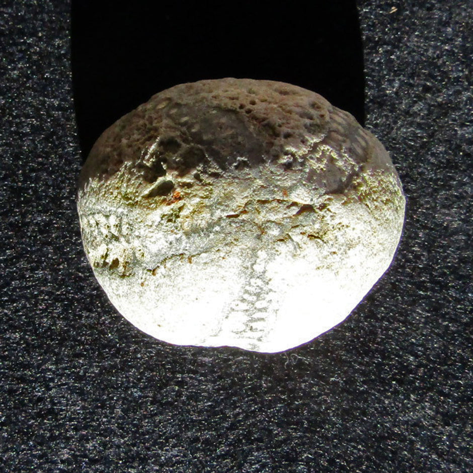 Versteinerter Seeigel von Rügen, 70 Millionen Jahre alt