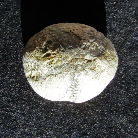 Versteinerter Seeigel von Rügen, 70 Millionen Jahre alt